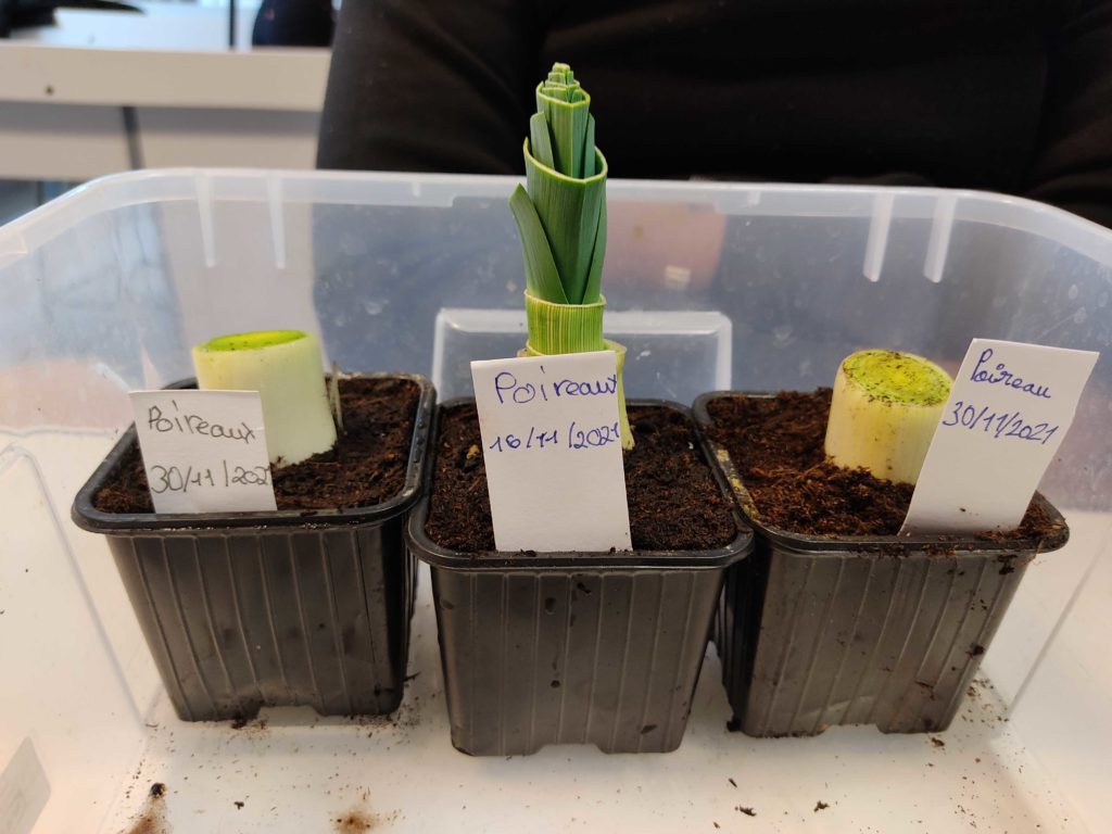 Mise en pots des semis (2)