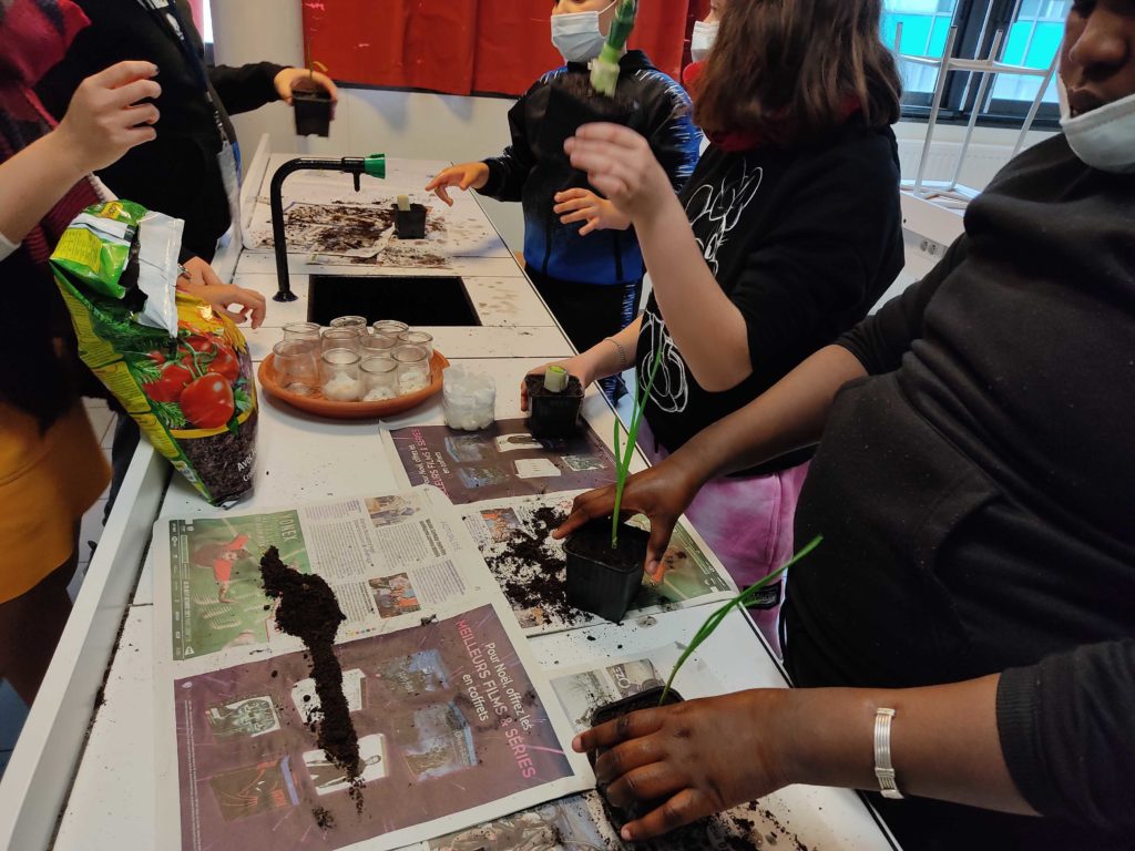 Mise en pots des semis (1)